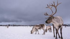 Did you know these other reindeer facts?