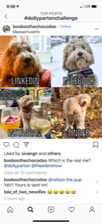 Even people's pets are getting into the challenge, posting their favourite social media photos. Do you follow or subscribe to any pet social media sites, and have you seen any of these challenges posted?