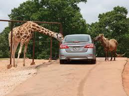 It's unclear when Canada's largest zoo will launch its new vehicle-only program, but test drive-thru runs were recently conducted at the zoo as staff rehearsed the routes which future visitors will take across the property. Drive-thru zoos are not a new experience. Many locations, including Ontario's own African Lion Safari, have been conducting drive-thru animal sightseeing for years. The difference is that the Toronto Zoo was not originally set up for this type of experience. Do you think many services and businesses will come up with new innovative ways to reopen now that things are starting to reopen (although in some places, especially Canada, very cautiously)?