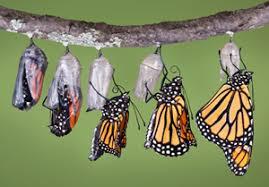 How many of these facts did you know about Monarch butterflies?