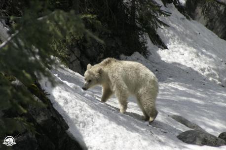 A white grizzly bear has become internet famous thanks to a snap of a camera. Buzz about the unusual animal has been building ever since late April, when it was spotted in Banff National Park as a family drove by. The photos made the local news. In the weeks since, the bear has made international headlines and locals have given it a name. Park officials say they've already encountered tourists pulling over on the side of the Trans-Canada Highway, hoping for a glimpse. When photos of the bear landed online, it was not news to park officials, who have been quietly watching the white beast grow for two years after it was first spotted as a cub with its mother, a bear known to staff. Have you ever heard of or actually seen a white grizzly?