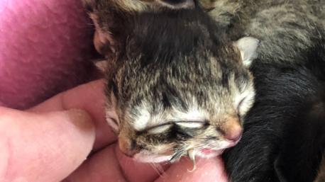 Within minutes of his birth on May 20, this little kitten captured hearts all over social media. Biscuits and Gravy, the kitten born with two faces, on an Oregon farm, died just three days after his birth. He was one of six kittens born, but the only one with this unusual feature. Biscuits and Gravy had two noses, four eyes and two tiny mouths. He only had one brain stem, but could eat, suck and meow from both faces. At first, he had been doing very well, according to the family's veterinarian. Two-faced cats are known as