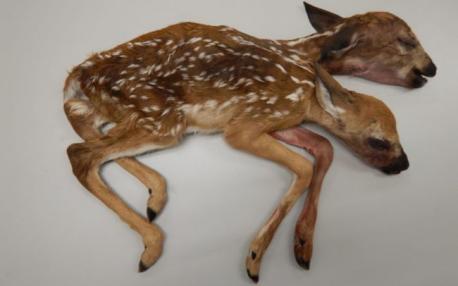 In May 2016, a Minnesota man near the Mississippi River, found nestled dead in the underbrush what looked like a single newborn baby fawn, carrying two heads on one body. The baby deer was actually a pair of conjoined female twins with a body about 23 inches (60 centimeters) long from tail to heads. Their body was patterned with the telltale spots of other white-tailed deer and appeared to have been recently groomed. According to the Minnesota Department of Natural Resources and The American Midland Naturalist this discovery marks the first documented case of two-headed white-tailed deer twins brought to full term and birthed. Have you ever heard of any conjoined twins in the animal kingdom?