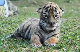 In April, a baby tiger who was born during quarantine has been named 