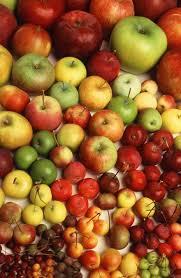 If you tried a new variety of apple every day, it would take more than 20 years to try them all. If you're the kind of person who appreciates variety and would love to taste-test a new type of apple every day of the week, then you have your work cut out for you.. It would take you more than 20 years to try each of the 7,500 varieties of apples in the world. Only 2,500 are grown in the United States, while Canada has only 40 varieties. How do you like them apples -- or should I ask do you like apples?