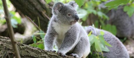 Koalas might not seem to have a lot in common with us, but take a closer look at their hands, and you'll see that they have fingerprints that are just like humans'. In fact, they're so similar when it comes to the distinctive loops and arches, that in Australia, 