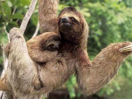 Everything about life is slow for sloths. Sloths have leafy, low-calorie diets and very slow metabolisms to match. Their metabolic rate is only about 40-45% of what would be typical for their body weight. Because of this specialized metabolism, sloths need to conserve their energy. So, they move slowly and tend not to wander far from their small home ranges. Most sloths will only have a bowel movement once a week, and it can take them up to 30 days to completely digest a single leaf. For comparison, it takes the average human 12 to 48 hours to ingest, digest, and eliminate waste from food. Have you ever heard or used the term 