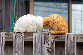 This year's winner is Kenichi Morinaga of Japan with his hilarious and creative photo of two cats sitting on a fence, cheek to cheek—or neck and neck -- who knows? The photo, entitled 