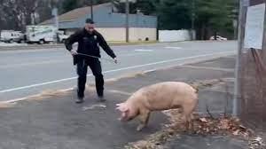 This recent story shows that even the police have a sense of humor. An escaped pig was captured after trying to outfox police in Gloucester County. 