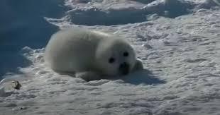 Harp seals are highly dedicated for the first twelve days of their pups' lives. In fact, they do not eat at all during that period. Unfortunately, once the feeding is over, that's it for mother-child bonding—she's out of there, ready to mate again. Unlike many other species with such abrupt weaning periods, the harp seal pup can't go on to survive on its own yet. Instead it is left stranded on the ice for the next month and a half, leaving it incredibly vulnerable to predators. The babies will lose half of their body weight during this lengthy fasting period. Finally, when they are about eight weeks old, they are ready to swim and are able to start hunting for their own food. At least 30% of all pups die during their first year. So bad mother or just basic animal survival mode?