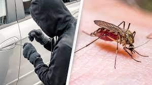 A suspected car thief has been arrested - thanks to a DNA sample taken from blood found inside a mosquito. Police inspecting a dumped stolen car in Lapua, Finland, last June noticed a full-looking mosquito. It was sent to a lab for testing, and the DNA was found to match the sample of a man in the police register. The suspect has insisted he did not steal the car, claiming he hitchhiked and was given a lift by a male driver. Still, it was enough evidence to convict the thief. Do you think this was enough to convict someone for a crime?