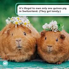 The Swiss are known for their historic commitment to neutrality, but they've taken a firm stand on one of the most important issues of our time: guinea pigs. Because guinea pigs are social creatures who grow lonesome without a friend, it's illegal to own just one of them in Switzerland. The law was introduced in 2008 as part of a legislative effort to grant social rights to pets. Should one guinea pig die, rent-a-guinea-pig services have emerged as a temporary solution. Goldfish are also prohibited from being kept alone, cats must at least have access to a window where they can see their fellow felines prowling around, and, for a time, dog owners were required to take an obligatory training course with their pooch (although that law was repealed in 2016). Have you ever heard about these Swiss laws?