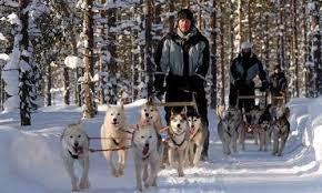 Anyone else here has husky safari on their bucket list? In Finland, husky safaris are popular tourist activities, and can range from a few days to a day trip, depending on your preference. It won't take you long to get a feel for steering huskies, and before you know it, you'll be sledding through the wilderness drawn by these eager and friendly dogs. And in case you are concerned about the husky's wellbeing, Finland is taking leading action towards responsible tourism by developing animal welfare criteria included in the Green Activities certificate for sled dogs. In a husky safari on your travel bucket list?