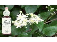 The Flower Remedies are preserved in grape based brandy and are Gluten free. Did you know this?