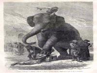 Elephant Head Crusher-- In the medieval India and Persia, trained elephants were often used to crush the heads of criminals. This practice continued well into the 19th century. Execution by elephant in Persia, 1868. Are you happy, and thankful that we are not living in those times of harsh, painful, punishments?