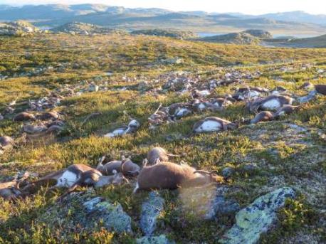 More than 300 reindeer were killed by a lightning strike in Norway last month. Do you find this odd?