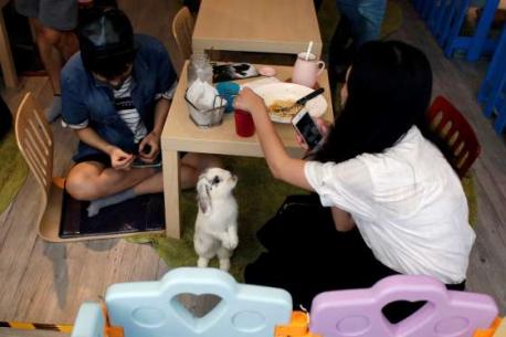 Hong Kong recently opened their first rabbit cafe. Would you want to eat there?