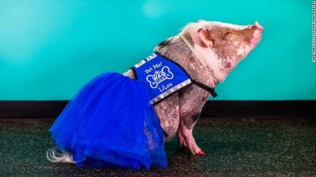 Meet LiLou, a therapy pig and the newest addition to the Wag Brigade. Do you think this is a good choice for a therapy animal?