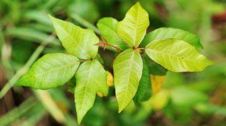 Poison Ivy is contagious. In fact, did you know you can only catch it by touching the plant itself?