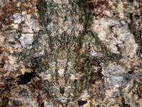 Some species of leaf-tailed gecko shun leaves to blend instead into bark. Can you find the gecko in this picture?