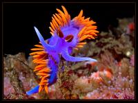 The Spanish Shawl, one kind of Nudibranch (sea slug) is a marine gastropod mollusk displaying stunning colors: a deep purple body, neon orange cerata, and scarlet rhinophores. It´s only 2.75 inches in length. Have you ever seen a Spanish Shawn?