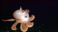 Dumbo Octopus, the deepest living of all octopus species, live on the bottom, or hovering just slightly above the seafloor at depths of 9800 to 23000 ft below sea level. Most species are 7.9-12 in length. Did you already know about this octopus?