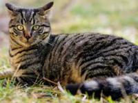 CATS, RELIGIONS AND LEGENDS: