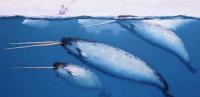 Unlike some whale species that travel long distances, narwhals spend their lives in the Arctic waters of Canada, Greenland, Norway and Russia. Most narwhals winter for up to five months under sea ice. Narwhals eat squid, fish and shrimp. Their population estimates indicate around 45,000-50,000 individuals. Did you know these facts about them before this survey?