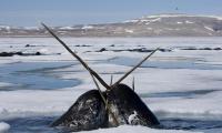 Narwhals change color as they age. Newborns are a blue-gray, juveniles are blue-black and adults are a mottled gray. Old narwhals are almost all white. Despite changing colors while growing up is a common fact for many creatures, I can´t recall any other sea creatures that change color while they grow up. Can you recall any?