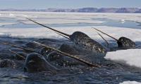 Narwhals are mostly hunted by polar bears and orcas. Native Inuit people are allowed to hunt this whale legally. The narwhal's habitat is threatened by the effects of climate change and pollution. Their small population size, limited range, and reliance on Arctic fish that are also being affected by climate-induced available food changes, make them extremely vulnerable. A recent study concluded that the narwhal might be even more sensitive to the impacts of climate change than the polar bear. Females give birth every 3 years or so and can nurse their calves for over a year. Gestation takes up to 16 months. Mostly only one calf is born. Does it bother you that 5,689 species are endangered, while 10,002 are vulnerable and 3879 are critically endangered?