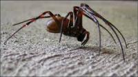 The large, rare spider has I was looking for was found for the first time in London, in tombs at Highgate Cemetery. Meta bourneti are cave spiders. Meta spiders prey on small insects and woodlice. They live in total darkness. Even an outdoor night time environment is too bright for them, so the spiders never leave the tombs. A sealed vault provides a perfect breeding ground. Most of these vaults - walk-in tombs designed to house around four coffins - have not been opened for several years. The structures date from the late 1830s, so it's possible the spiders discovered have lived in the tombs for more than 100 years without being detected. The females produce teardrop-shaped eggsacs, which hang suspended on a silk thread from the roof of their dwelling. When the spiderlings first emerge they are attracted to light, unlike the adults which are strongly repelled by light. This helps the spiderlings find new areas to colonize. Can you describe any other creatures that need to live in a completely dark environment?