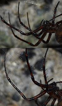 Meta bourneties measure over 30mm in diameter, leg-span included. They are amongst the largest spiders found in Britain. The population at Highgate Cemetery was estimated in 100 adults. The local Wild Life authorities mentioned that 