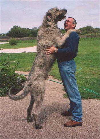 The Irish Wolfhound is the tallest of all dogs breeds. It can reach a height of 7 feet when standing on its hind legs. The Irish Wolfhound's average size can range from 2 to 3 feet at its shoulder. Compared in size to a small pony, the giant dog is a gentle family companion. The breed is often described by an old Irish proverb: 