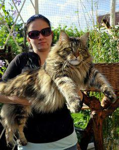 Maine Coons have been classified as the largest domesticated cat breed. A Maine Coon can reach up to 40″ in length, with the average cat weighing between 9-18 lbs, with males being heaviest. They have larger bones, barrel chests, with a rectangular body shape that tends to be more muscular as compared to most other breeds. Maine Coons don't reach their maximum growth until 3-5 years of age. Is this a pet you would choose?