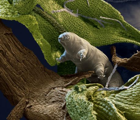 The resilient water bear | Tardigrades are the toughest creatures on the planet. The moss piglets or water bears can live for a decade without food or water, endure temperatures near absolute zero or hotter than boiling water, withstand exposure to radiation 1,000 times the lethal dose to humans, and even travel through the vacuum of space relatively unscathed. Can you mention another living creature as resilient as a water bear?