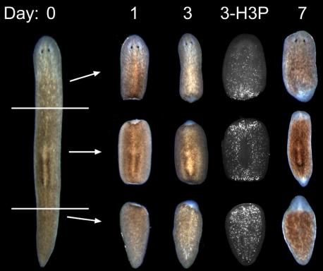The regenerating worm| It can regenerate missing body parts or repair damaged organs. Starfish can regenerate a lost limb; salamanders can grow back a pinched tail or fix a severed spinal cord. But the planaria goes further. Cut off a planarian's head, and the creature will simply sprout a new one in its place. Chop it into pieces, and each piece will produce an entirely new worm. Most of its cells act like stem cells, those cellular entities that can replenish dead or damaged cells flowing through our bloodstream, lining our gut, or covering our skin. A gene called
