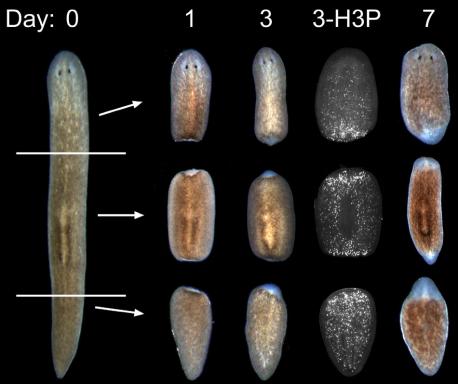 The regenerating worm| It can regenerate missing body parts or repair damaged organs. Starfish can regenerate a lost limb; salamanders can grow back a pinched tail or fix a severed spinal cord. But the planaria goes further. Cut off a planarian's head, and the creature will simply sprout a new one in its place. Chop it into pieces, and each piece will produce an entirely new worm. Most of its cells act like stem cells, those cellular entities that can replenish dead or damaged cells flowing through our bloodstream, lining our gut, or covering our skin. A gene called 