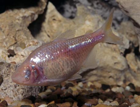 The blind cavefish | They don't have any eyes and also lack any pigmentation. At some point in their distant past, these fish became trapped in pitch-black underwater caves, where the only food available was swept in with the annual flood. The survivors discarded unnecessary attributes, like eyesight and coloring, and picked up new ones, like starvation resistance. They had alterations in a gene called melanocortin or MC4R, which enabled the fish to eat without limit and pack on the pounds to hold them over until their next meal. The water bear and the blind cavefish seem to master how to survive for a long time without eating. Are there any other creatures you know that can survive without food for a long time?