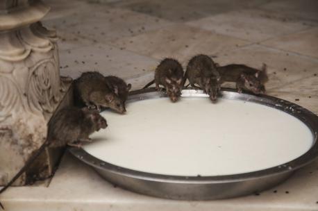 At first glance, this temple looks like any other. What makes it so special is that it also houses over 15,000 rats called Kabbas. That is the reason why it is also called ¨The Rat Temple¨ According to the folklore tradition, there are two stories about the rats: one says that all of the children were born as rats and the other says that those 20.000 rats used to be soldiers. Did you hear about any other place where people treat rats like gods?