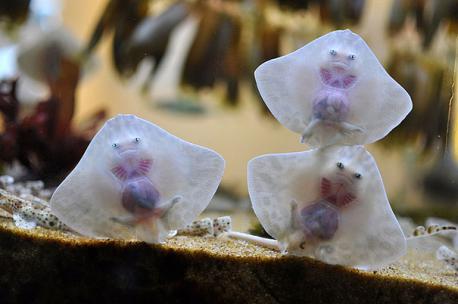 Stingrays can be found in oceans throughout the world, with most members preferring warm tropical and subtropical waters. They primarily feed upon invertebrates (mollusks and crustaceans). Some larger rays feed on fish. Most stingrays do not have teeth and can only use their mouths to suck prey in. A few have plates in their jaws which can be used to crush shells when feeding. Have you ever seen a stingray in a natural environment?