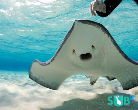 The stinger on a ray's tail is only used for defensive purposes. Stingrays are docile creatures by nature and prefer to hide or flee from danger if at all possible. Stings usually only occur if the ray is stepped on or feels cornered. Although they are venomous, stingray stings are usually not life-threatening but can be quite painful and occasionally require surgery if the stinger barb remains embedded in the wound. However, rare instances of rays stinging humans near their vital organs have resulted in fatalities. Have you ever been hurt by a stingray?