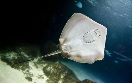 While the stingray's eyes peer out from its dorsal side, its mouth, nostrils, and gill slits are situated on its underbelly. Its eyes are therefore not thought by scientists to play a considerable role in hunting. Like its shark relatives, the stingray is outfitted with electrical sensors (ampullae of Lorenzini). Located around the stingray's mouth, these organs sense the natural electrical charges of potential prey. Many rays have jaw teeth to enable them to crush mollusks such as clams, oysters, and mussels. Most stingrays are ovoviviparous, meaning they bear live young in litters of up to 13. In the wild, stingrays can live up to 25 years. The manta ray can measure up to 25 feet across and weigh 2,900lbs. Did you know these facts before this survey?