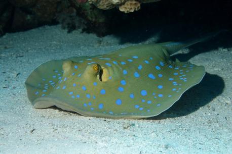 Stingrays are a group of eight families of rays, defined by their flattened, disc-like bodies and have the appearance of