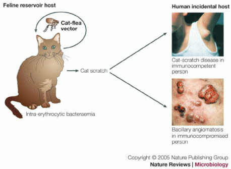 An even more common human disease that requires fleas in order to be transmitted is cat scratch fever. This disease occurs when a scratch becomes contaminated with flea dirt. Flea dirt is what flea poop is commonly called. Cat scratch disease is a bacterial disease caused by Bartonella henselae. People with weak immune systems are at increased risk of getting seriously ill with cat scratch fever. Young cats and kittens are most likely to be the source of human infection and about 40% of cats carry these bacteria at some point in their lives. The infection, which rarely causes disease in cats, is transmitted between cats by fleas. Infected flea droppings on the cat's fur or claws are the source of human infections, which are spread from the cat to a person by a cat bite, scratch or lick. Have you or anyone you know ever been affected by cat scratch disease?