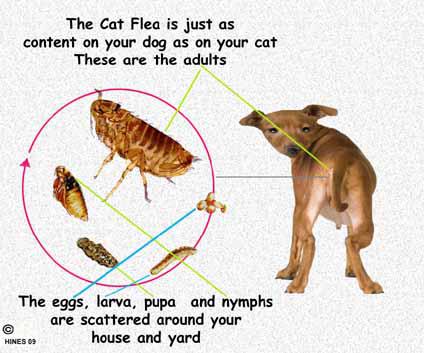 I thought you shouldn´t use flea medication if there were no fleas around. I was wrong. Don't wait until you see fleas on your pet to start your pet on flea prevention. Preventing an infestation is much easier and much more effective than trying to treat one that already exists. Ridding your home of an existing infestation can take months, regardless of the flea product you use. Do you use flea medication even when there are no fleas around?