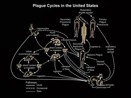 Plague is a serious infection of humans caused by bacteria called Yersinia pestis. It is usually caused by the bite of a flea that has fed on an infected wild animal, such as a rat, chipmunk or prairie dog. It usually causes large sores and abscesses in the glands of the arms and legs. Dogs and cats can also become infected and can spread the disease to their human companions. Even though, human cases are rare. Plague is treatable with antibiotics. Did you hear about anyone getting this disease in your area?