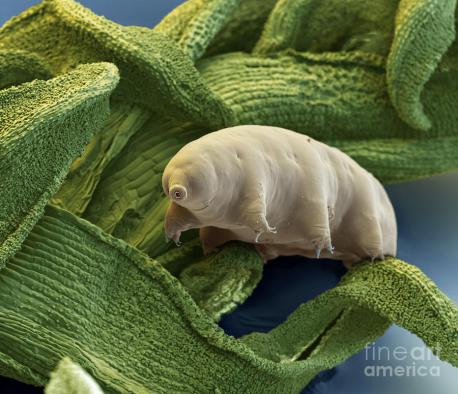 Scientists have reported tardigrades in hot springs, on top of the Himalayas, under layers of solid ice and in ocean sediments. Many species can be found in a milder environment like lakes, ponds and meadows, while others can be found in stone walls and roofs. Tardigrades are most common in moist environments, but can stay active wherever they can retain at least some moisture. Now there are some museums that allow you to investigate this magnificent world we can´t just see without technology helping us. Did you ever have a chance to see a water bear alive in a microscope?