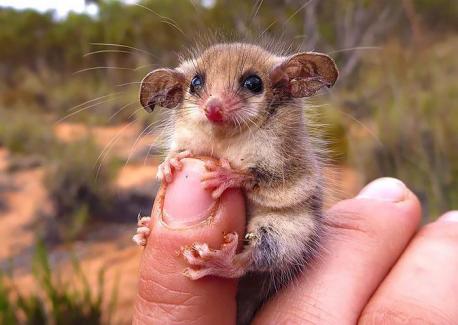 Opossum and possum are two different marsupial species of the arboreal kind. Whether the sharp-toothed furry critter who rustles around outside your garbage cans at night is a possum or an opossum, it may simply come down to where you are located. The possum lives in New Zealand, New Guinea, Australia, Indonesia and China. It has a furry tail, while the opossum has a bare one. There are many varieties of possums, while the opossum is a more limited species. The possum's size varies from about 7 cm to 1 m, while the opossum is about the size of a cat. Depending on their habitat some possums have become omnivores, when others feed only on flowers and vegetables. Opossums have a remarkably robust immune system, and show partial or total immunity to the venom of rattlesnakes, cottonmouths, and other pit vipers. Opossums are about eight times less likely to carry rabies than wild dogs, and about one in eight hundred opossums is infected with this virus. Did you know the main differences between them before this survey?