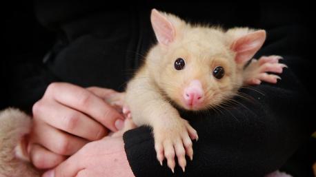 The opossum seems to be the only marsupial from North America. They carry their young in a pouch much like an Australian kangaroo. Both, the possum and the opossum, are nocturnal, nomadic omnivores. The opossum is primarily dark gray although some resemble cinnamon, and also white opossums have been seen. The possum is primarily gray. The possum and the opossum are both hunted animals and possess an instinct to play dead, or 