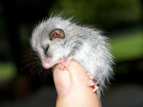 Possums can be cute pets. A possum will not bite or attack you unless it feels in danger. Even though if they are on a farm, the possums can threaten the livestock and crops on the property. Possums have stolen chickens, turkeys or duck from farms. They can also hurt cats and dogs. Have any of your pets been injured by a possum or opossum?